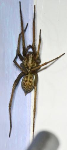 Eratigena sp.
